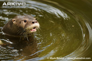 Illustration for article titled Monday Mustelid - Lontra longicaudis Edition